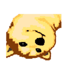 Pixel Shiba（個別スタンプ：25）