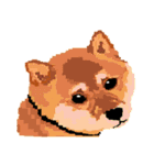 Pixel Shiba（個別スタンプ：30）