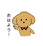 トイプードルの日常生活スタンプ（個別スタンプ：1）