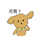 トイプードルの日常生活スタンプ（個別スタンプ：2）
