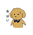 トイプードルの日常生活スタンプ（個別スタンプ：11）