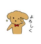 トイプードルの日常生活スタンプ（個別スタンプ：17）