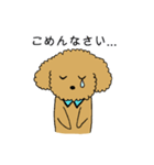 トイプードルの日常生活スタンプ（個別スタンプ：19）