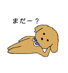 トイプードルの日常生活スタンプ（個別スタンプ：35）