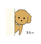 トイプードルの日常生活スタンプ（個別スタンプ：36）