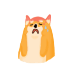 Podgy Shiba（個別スタンプ：11）