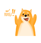 Podgy Shiba（個別スタンプ：16）