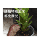 Jurassic Cave - Dinosaur rex（個別スタンプ：22）