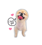 Bon Bon the Pom Pom（個別スタンプ：1）