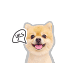 Bon Bon the Pom Pom（個別スタンプ：4）
