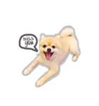 Bon Bon the Pom Pom（個別スタンプ：5）