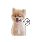 Bon Bon the Pom Pom（個別スタンプ：6）