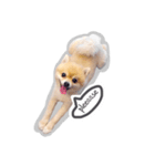 Bon Bon the Pom Pom（個別スタンプ：8）