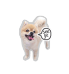 Bon Bon the Pom Pom（個別スタンプ：12）