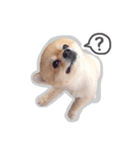 Bon Bon the Pom Pom（個別スタンプ：14）