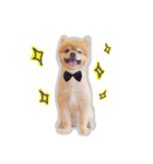 Bon Bon the Pom Pom（個別スタンプ：17）