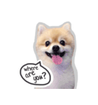 Bon Bon the Pom Pom（個別スタンプ：19）