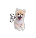 Bon Bon the Pom Pom（個別スタンプ：20）