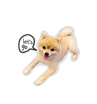 Bon Bon the Pom Pom（個別スタンプ：21）