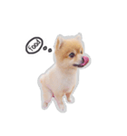 Bon Bon the Pom Pom（個別スタンプ：22）