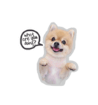 Bon Bon the Pom Pom（個別スタンプ：24）