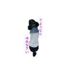 ちわわのちぃ（個別スタンプ：2）