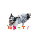 ちわわのちぃ（個別スタンプ：7）