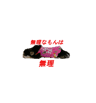 ちわわのちぃ（個別スタンプ：14）