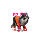 ちわわのちぃ（個別スタンプ：15）