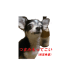 ちわわのちぃ（個別スタンプ：16）