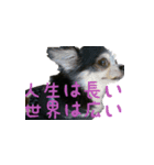 ちわわのちぃ（個別スタンプ：24）