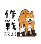 柴犬＊花とゆかいな仲間たち（個別スタンプ：13）