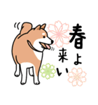 柴犬＊花とゆかいな仲間たち（個別スタンプ：15）