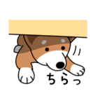 柴犬＊花とゆかいな仲間たち（個別スタンプ：20）