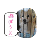 犬雑種 実写スタンプ（個別スタンプ：6）