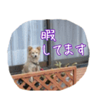 犬雑種 実写スタンプ（個別スタンプ：8）