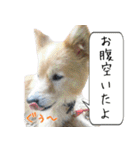 犬雑種 実写スタンプ（個別スタンプ：15）