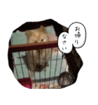 犬雑種 実写スタンプ（個別スタンプ：22）