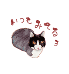 catanoryneco猫ver.2（個別スタンプ：3）