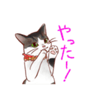 関西のにゃんこたち（個別スタンプ：21）
