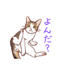 関西のにゃんこたち（個別スタンプ：23）