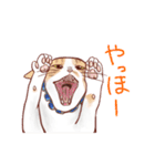 関西のにゃんこたち（個別スタンプ：25）