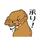 業務用トイプー・coco（個別スタンプ：23）