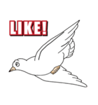 幸せの白い鳩（個別スタンプ：4）