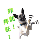 Mix dog Obee's useful stickers（個別スタンプ：1）