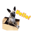 Mix dog Obee's useful stickers（個別スタンプ：2）