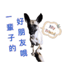 Mix dog Obee's useful stickers（個別スタンプ：4）