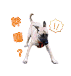 Mix dog Obee's useful stickers（個別スタンプ：5）
