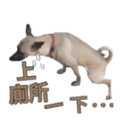 Mix dog Obee's useful stickers（個別スタンプ：7）
