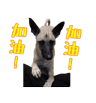 Mix dog Obee's useful stickers（個別スタンプ：8）